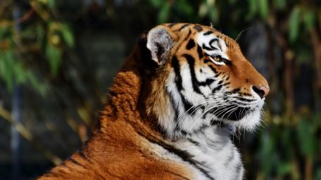 Majestic Tiger Portrait in Nature Scene wallpaper