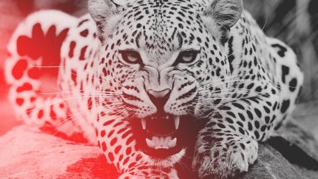 Fierce Monochrome Leopard Stare wallpaper