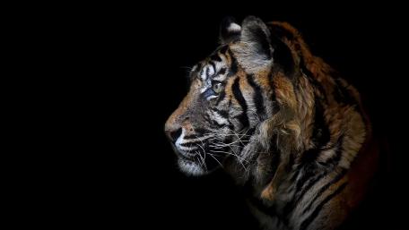 Majestic Tiger in Shadowed Grace wallpaper