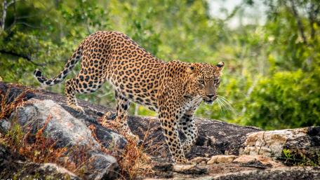 Majestic Leopard in Its Natural Habitat wallpaper