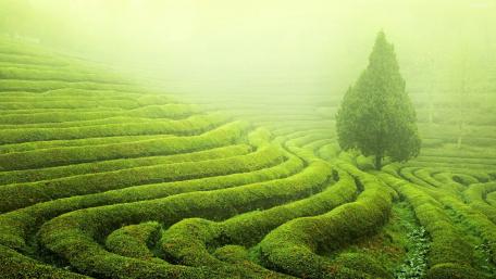 Serene Terraced Fields in Lush Greenery wallpaper