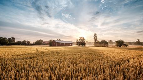 Golden Fields Under a Serene Sky wallpaper