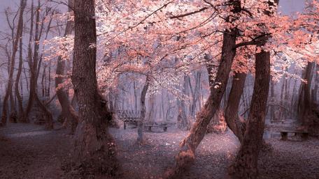 Serene Forest Retreat with Benches Amidst Autumn Colors wallpaper