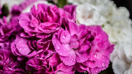 Vibrant Pink Flowers with Dew Drops on Petals wallpaper