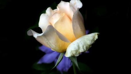 Elegant Rose Bloom Against Dark Background wallpaper