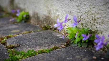 Violet Blooms Along Cobblestone Pathway wallpaper
