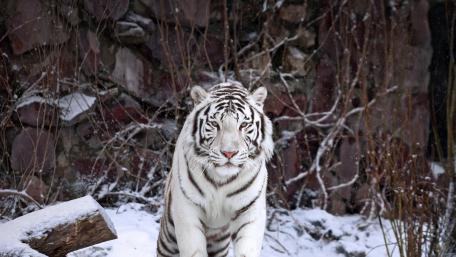 Majestic White Tiger in Winter Wonderland wallpaper
