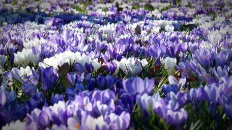 Beautiful Spring Crocus Flower Field Wallpaper wallpaper