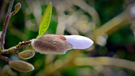 Spring Blossom Buds in Soft Focus wallpaper