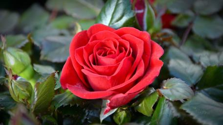 Vibrant Red Rose in Bloom wallpaper
