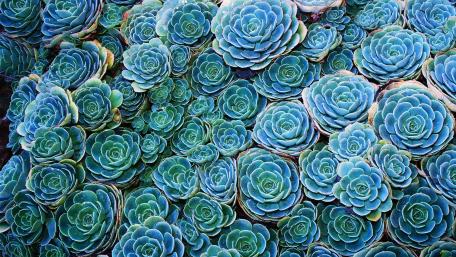 Lush Green Succulents in Blooming Harmony wallpaper