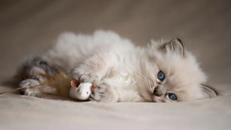Adorable Kitten with Striking Blue Eyes wallpaper