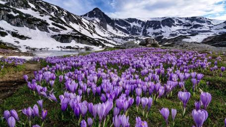 Springtime Harmony in a Flowering Valley wallpaper