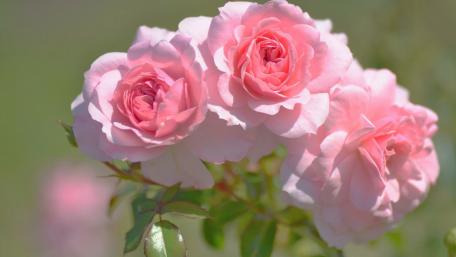 Delicate Pink Roses in Full Bloom wallpaper
