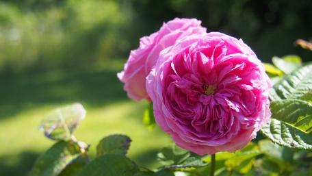 Blossoming Pink Roses in a Serene Garden Scene wallpaper