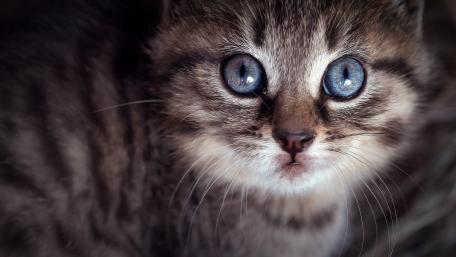 Enchanting Blue-Eyed Cat Wallpaper wallpaper