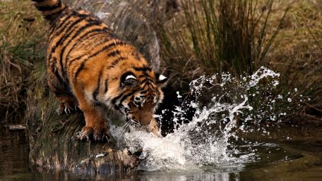 Majestic Tiger Splashing in Water wallpaper