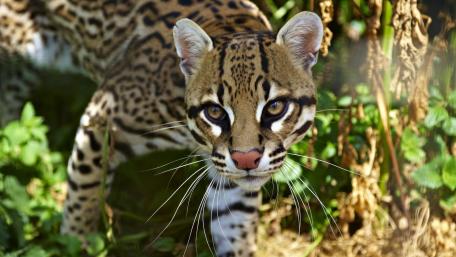 Elegant Ocelot in Nature's Embrace wallpaper