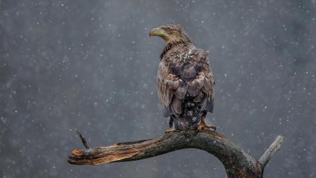 Majestic Bird of Prey in Snowfall wallpaper