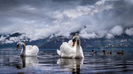 Elegant Swans Gliding Through Calm Waters wallpaper