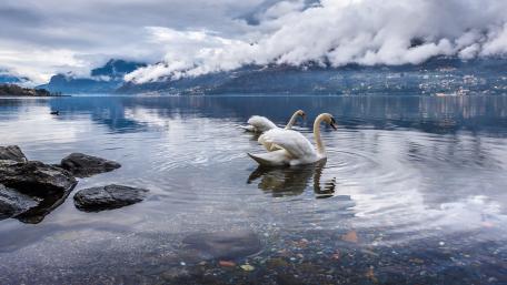 Graceful Swans Gliding on Serene Waters wallpaper