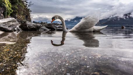 Serene Swan Gliding on Calm Waters wallpaper