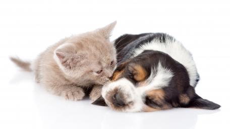Adorable Puppy and Kitten Cuddle Together wallpaper