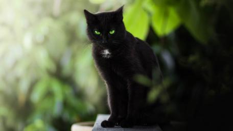 Mystical Black Cat with Glowing Green Eyes wallpaper