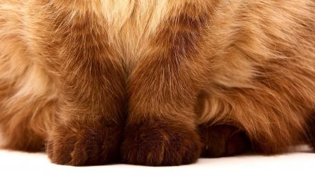 Fluffy Cat Paws Close-Up Image wallpaper