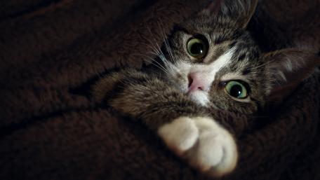 Cozy Cat with Curious Eyes wallpaper