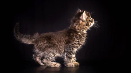 Charming Kitten Posing Elegantly wallpaper