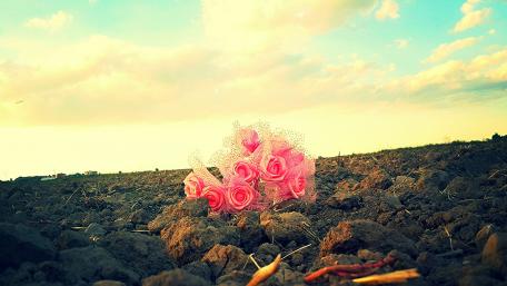 roses wallpaper