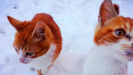 cats wallpaper