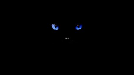 Blue eyes wallpaper