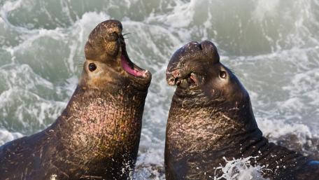 Northern Elephant Seals at Piedras Blancas, CA wallpaper