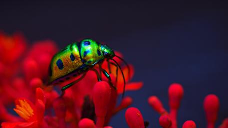Vibrant Green Beetle on Red Blooms wallpaper