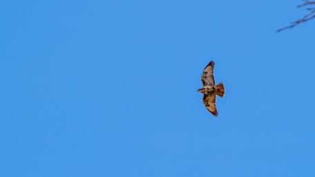 Majestic Hawk Soaring Under Clear Blue Sky wallpaper