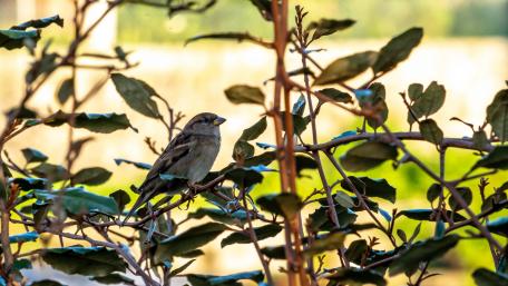Charming Sparrow Amidst Greenery wallpaper