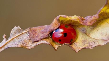 Vibrant Ladybug Among Autumn Leaves wallpaper