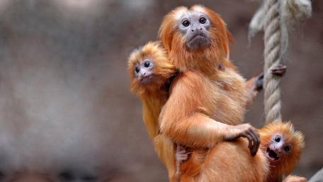 Cheerful Golden Monkeys Exploring Together wallpaper