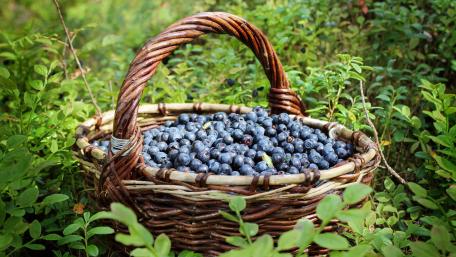 Fresh Blueberries in a Woven Basket of Nature's Bounty wallpaper