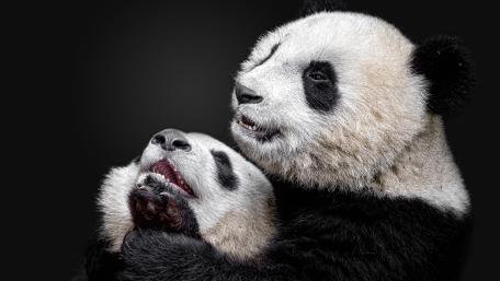Cuddly Pandas Embracing Each Other A Heartwarming Moment wallpaper