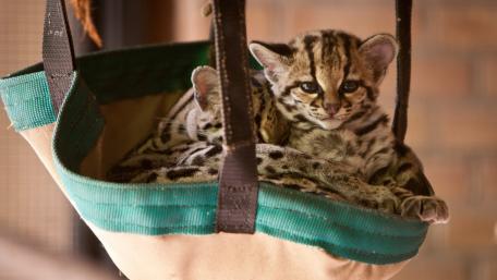 Cozy Ocelot Kittens in a Basket wallpaper