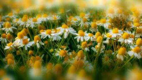 Softly Blurred Floral Serenity wallpaper