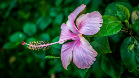 Delicate Pink Hibiscus Blossom Enhancing Nature's Beauty wallpaper