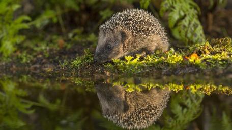 Adorable Hedgehog by the Water's Edge wallpaper