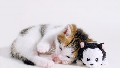 Adorable Kitten Snuggles with Toy Companion wallpaper