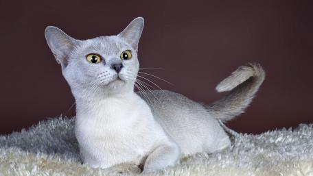 Graceful Silver Cat on Soft Fur Bed wallpaper
