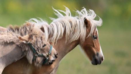 Majestic Horses in a Serene Meadow wallpaper
