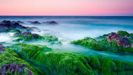 Lush Green Seascape at Dusk wallpaper